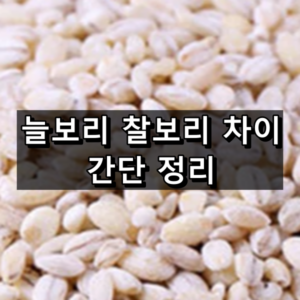 늘보리 찰보리 차이 대표 이미지