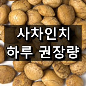 사차인치 하루 권장량