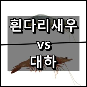 흰다리새우 대하 차이 대표 이미지