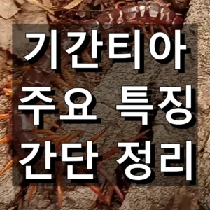 기간티아 대표 이미지