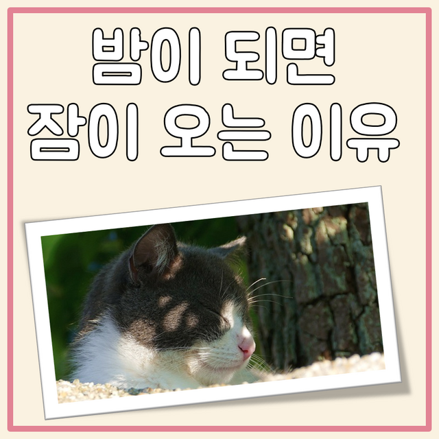 밤이 되면 잠이 오는 이유